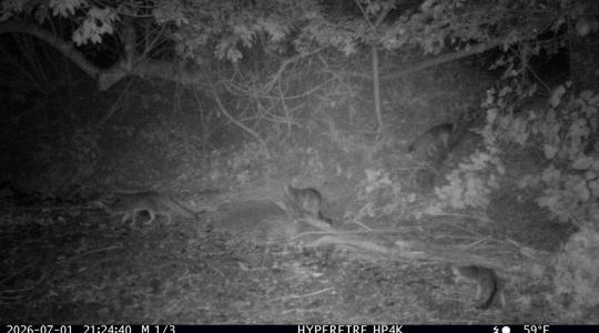 night-time camera captures 3 foxes at copeland creek
